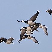 Barnacle Goose  "Branta leucopsis"